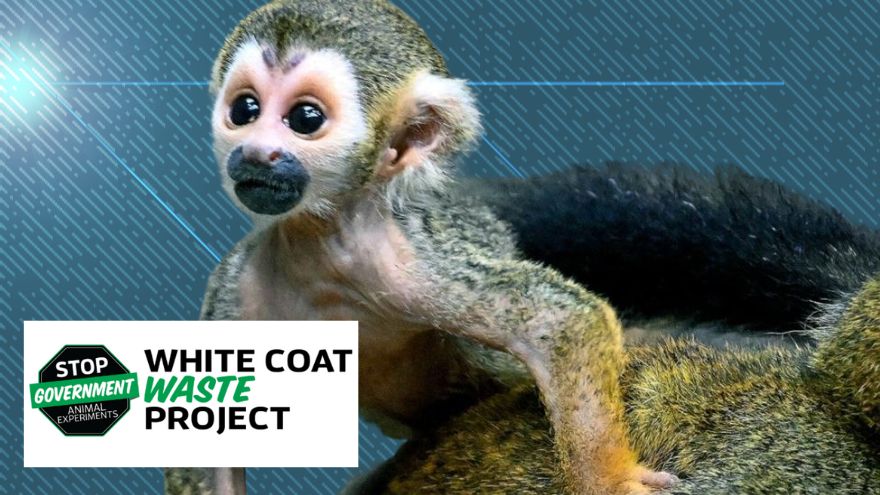 EXCLUSIVE: FDA Drastically Cuts All Primate Testing, Shuts Down Major Monkey Lab, Following White Coat Waste Project Campaign