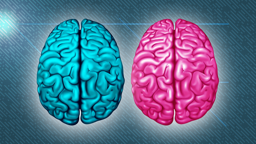 New Study Shows Male and Female Brains Work Differently