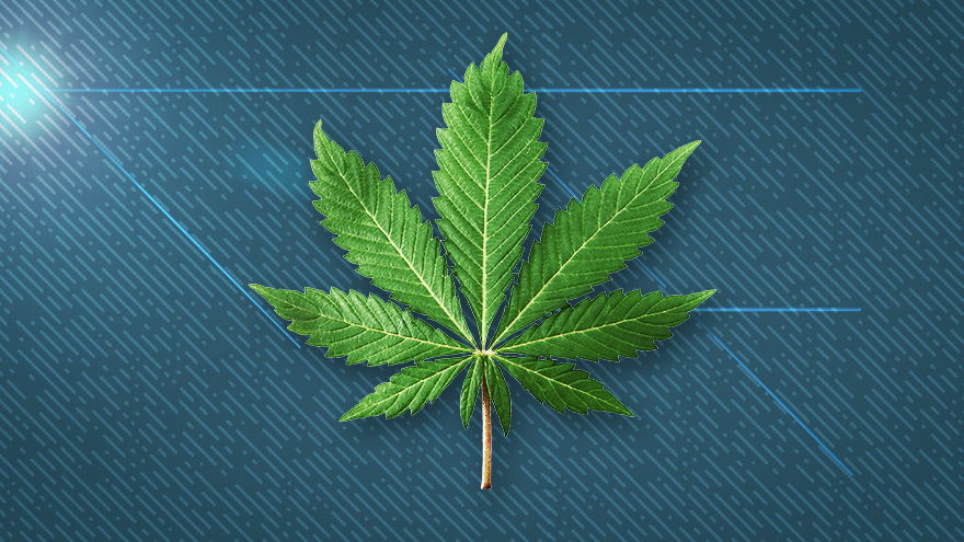 U.S. Senator Calls For Federal Cannabis Legalization
