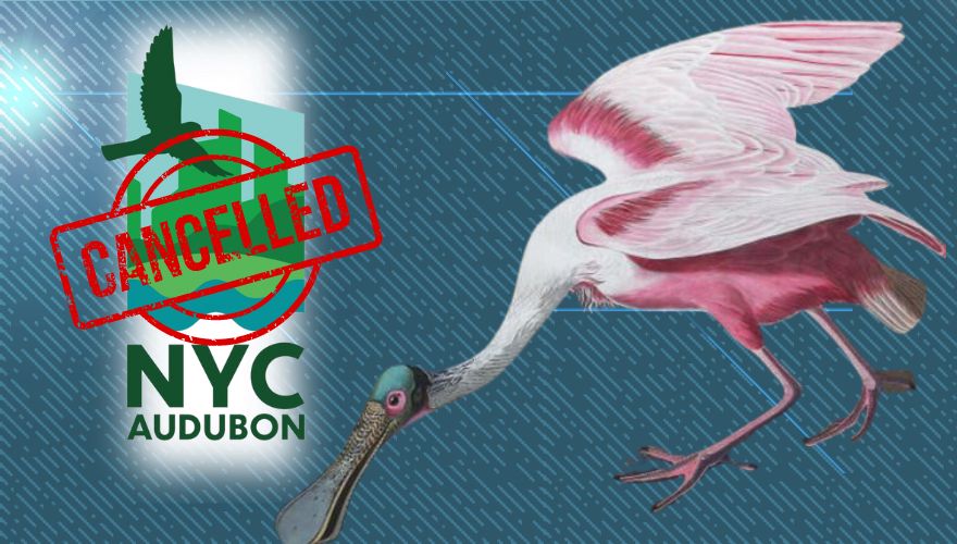 New York City Audubon Changes Name to 'NYC Bird Alliance' Over 'Racism'