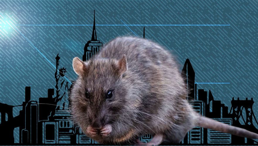 NYC Warns of Increase of Infectious Disease Spread Through Rat Urine